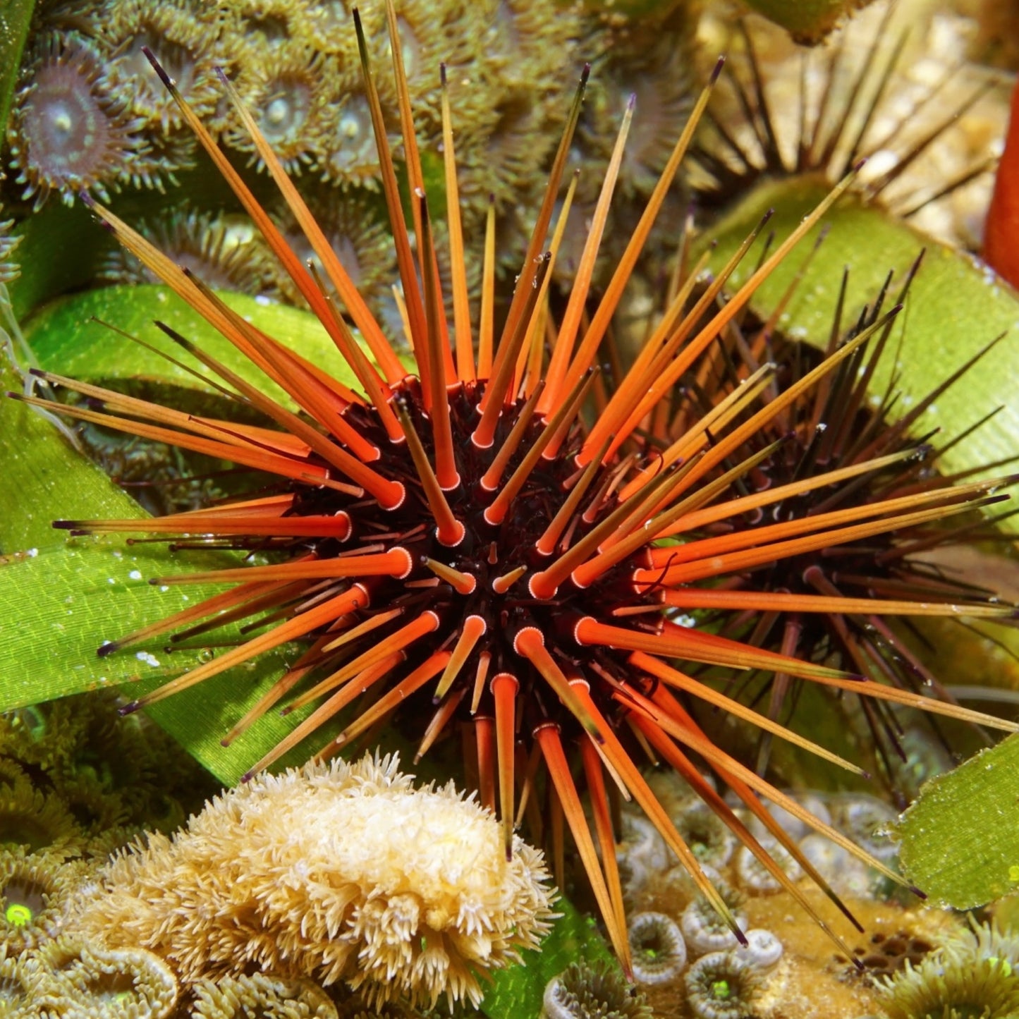 Reef Urchin | Echinometra viridis