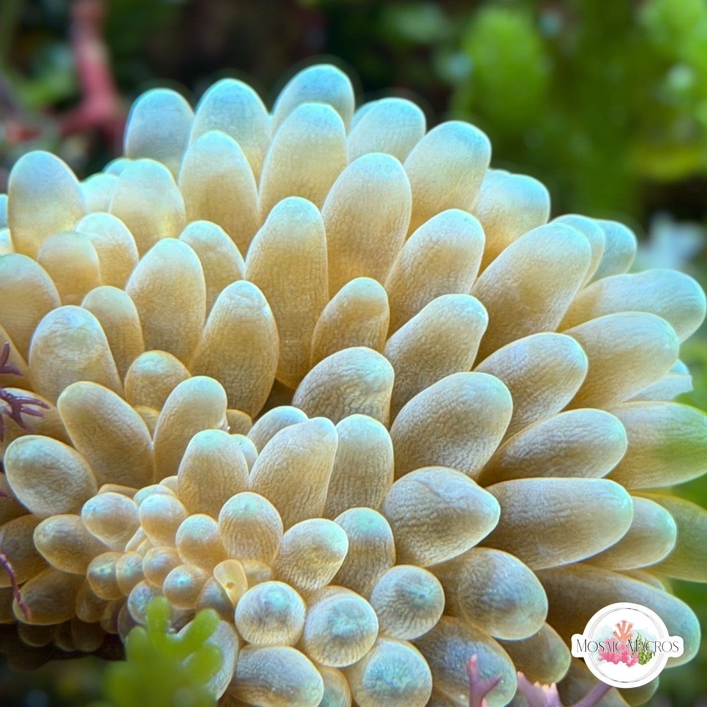 Green Bubble-Tip Anemone | Entacmaea quadricolor