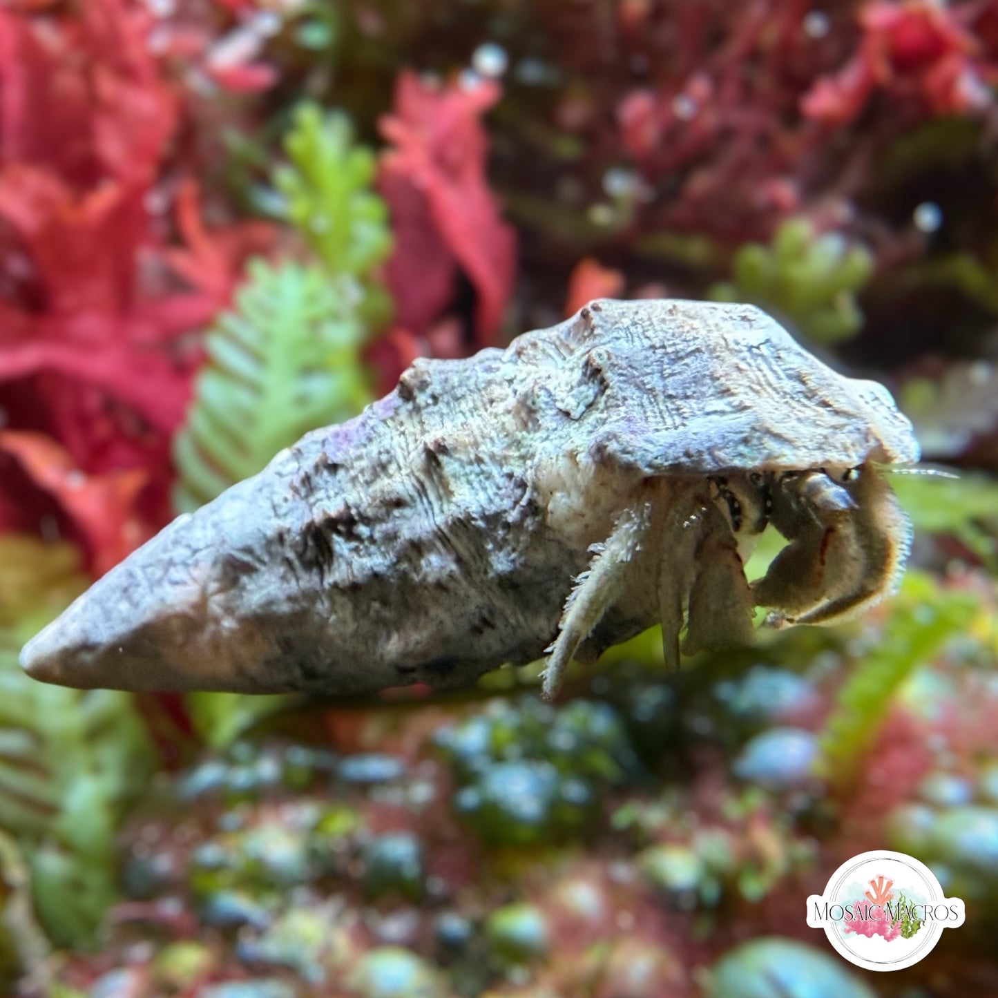 White-Legged Hermit Crab | Clibanarius sp.