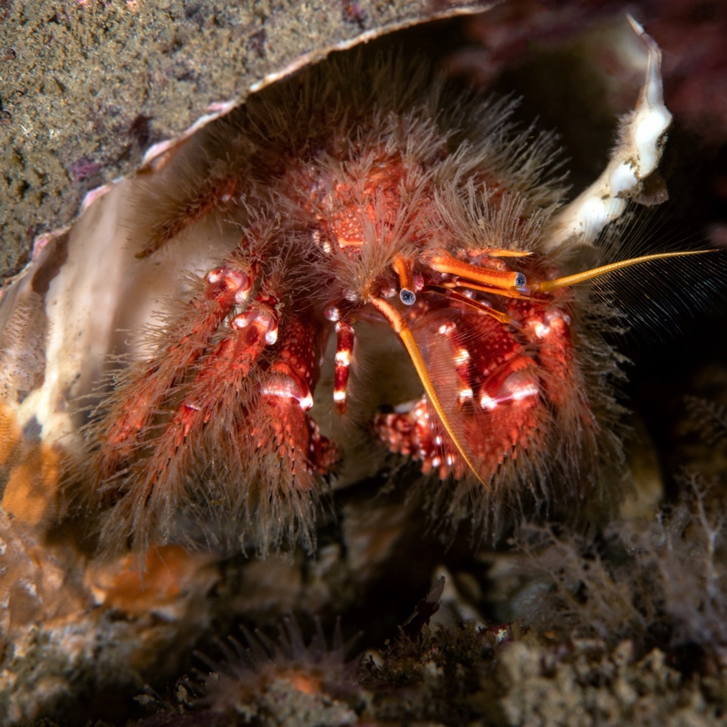 White-Freckled Hermit Crab | Paguristes puncticeps