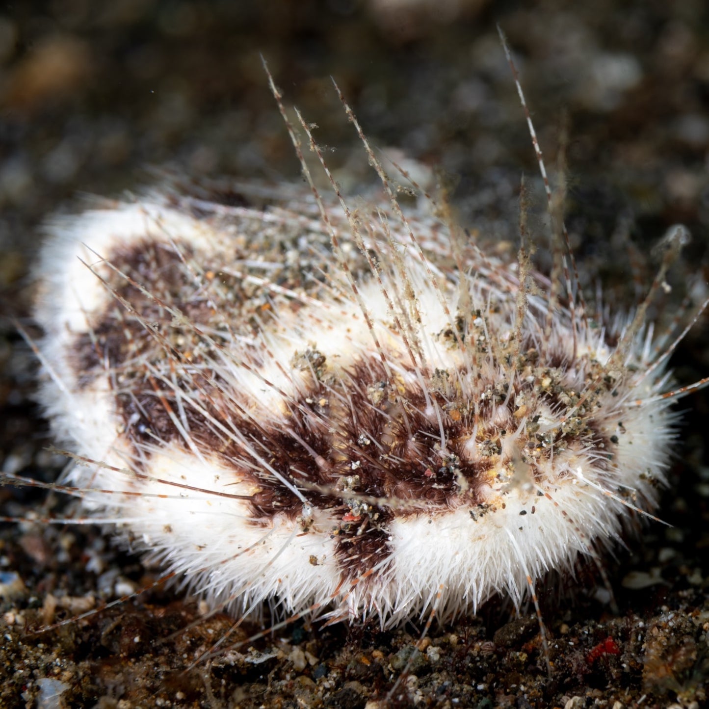 Longspine Heart Urchin | Maretia planulata