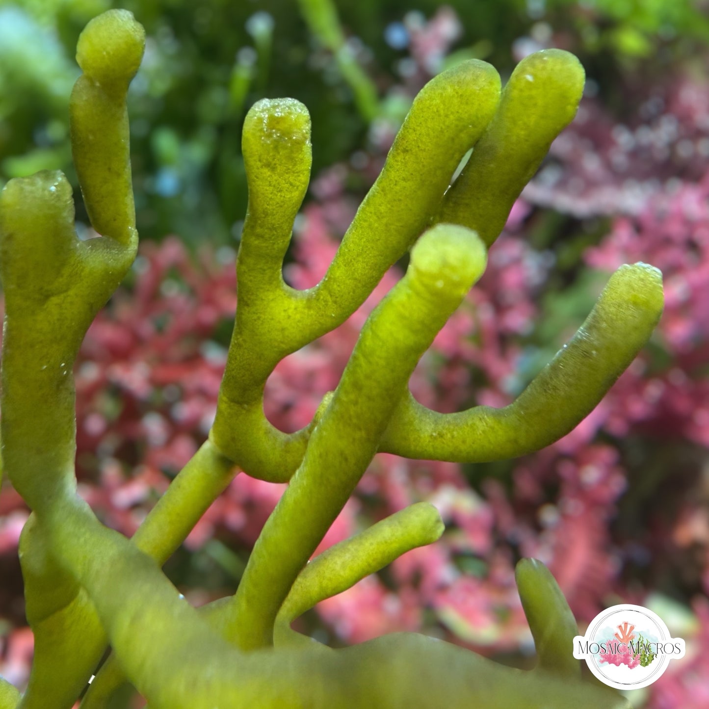 Dead Man’s Fingers Macroalgae | Codium fragile