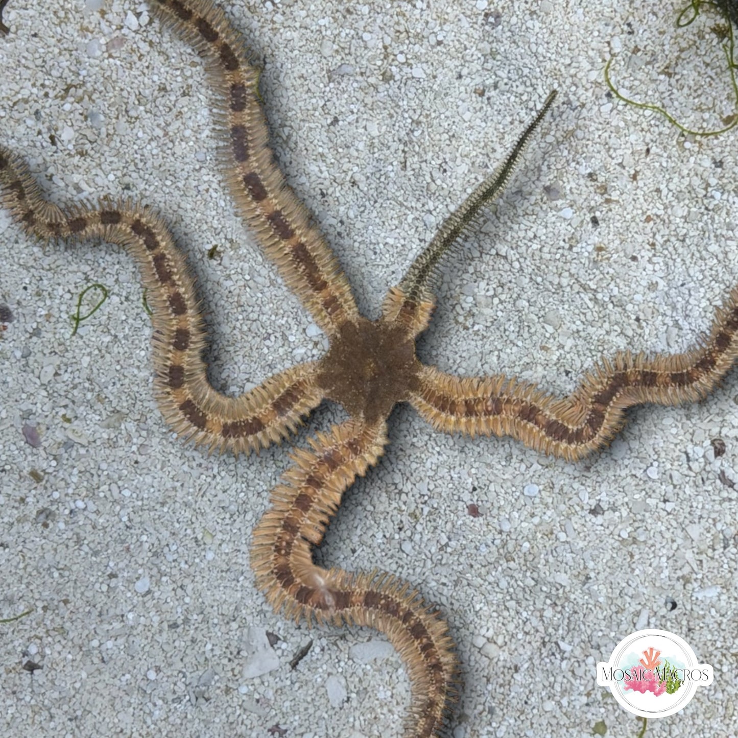 Banded Brittle Star | Ophiocomella pumila