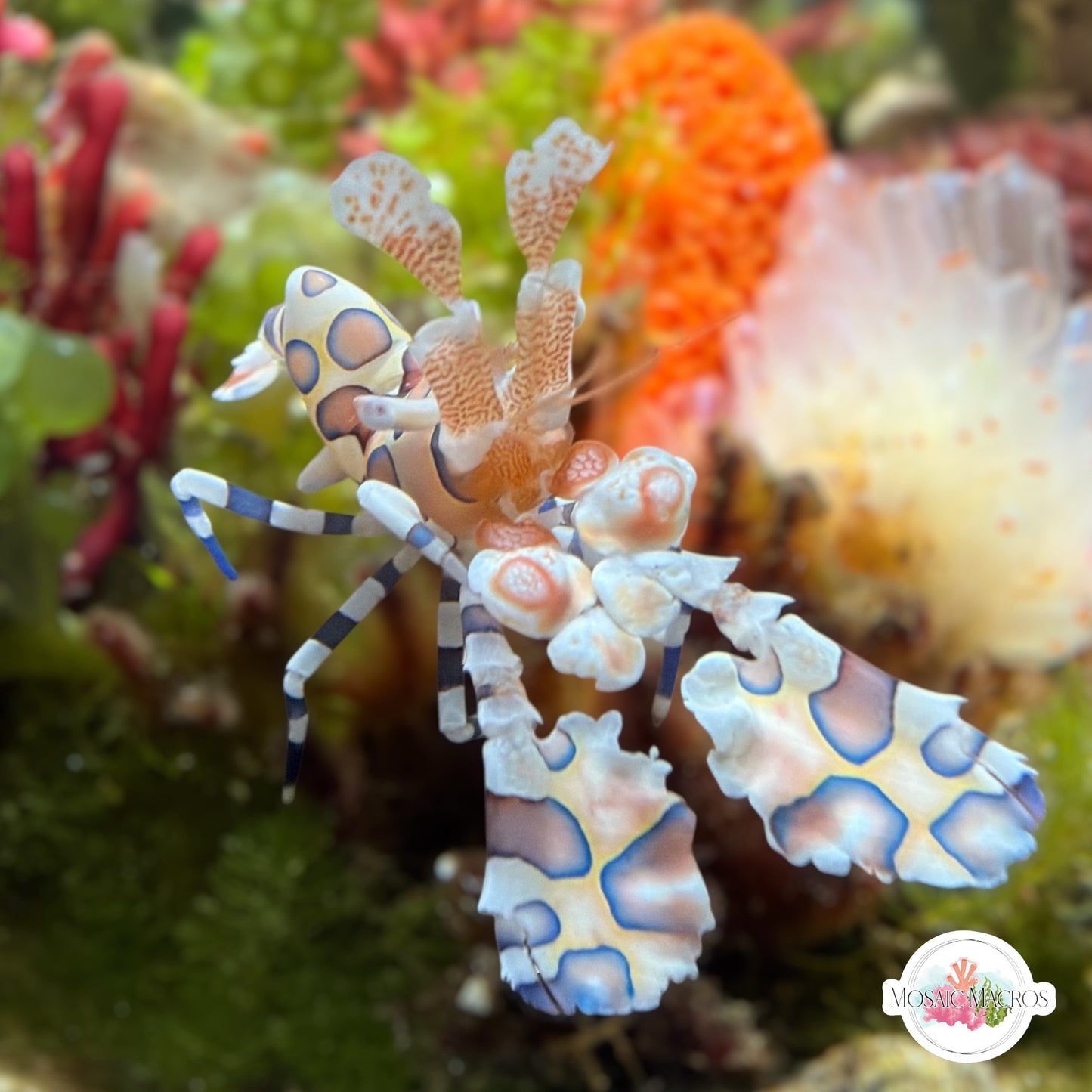 Harlequin Shrimp | Hymenocera picta