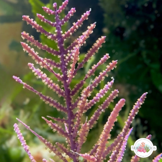 Purple Frilly Gorgonian | Pseudopterogorgia elisabethae