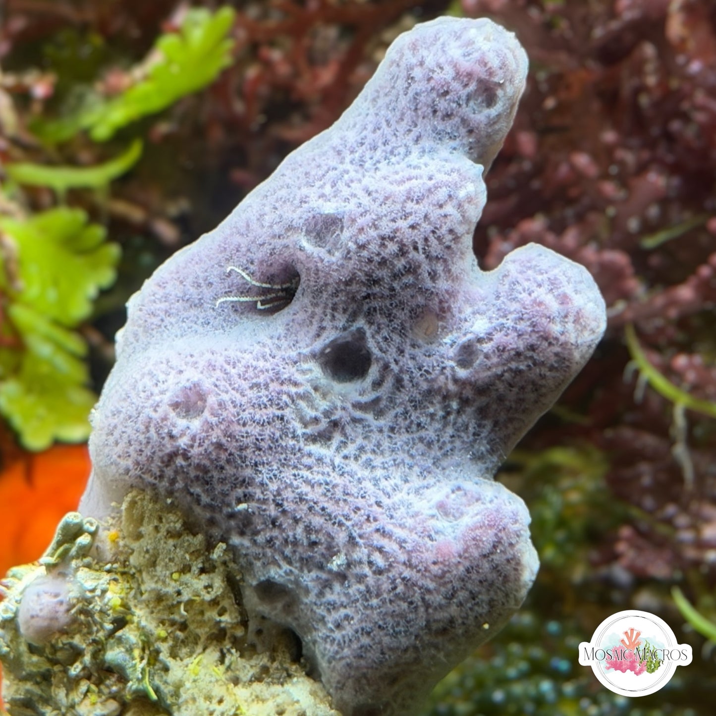 Indigo Tube Sponge | Unknown sp.