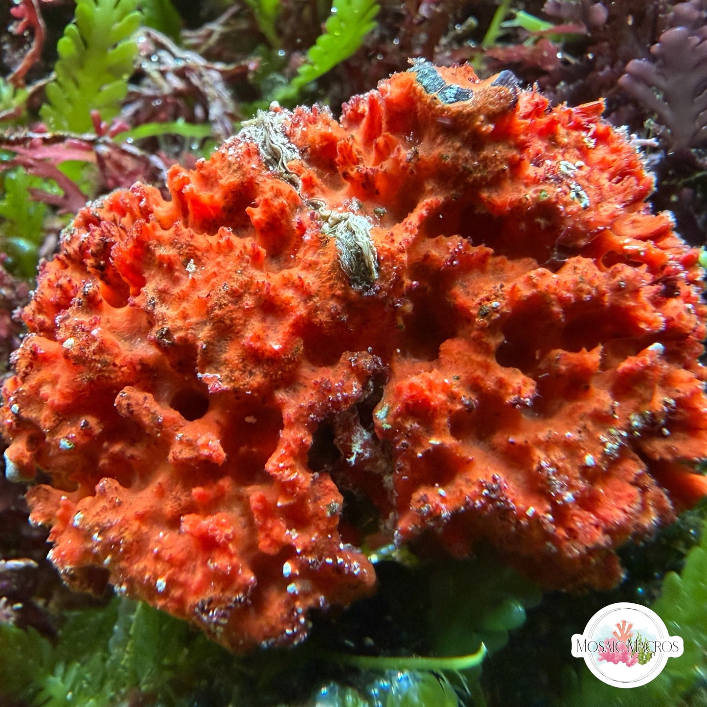 Clam & Sponge Combo | Unknown sp.