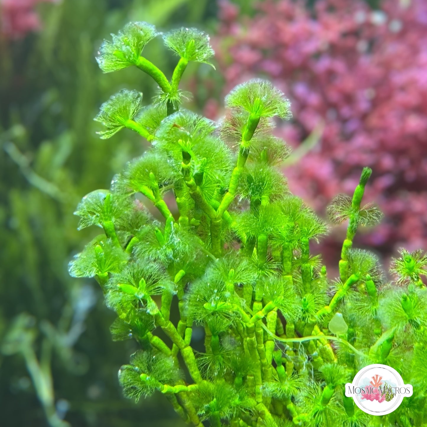 Jointed Tuft Macroalgae | Cymopolia barbata