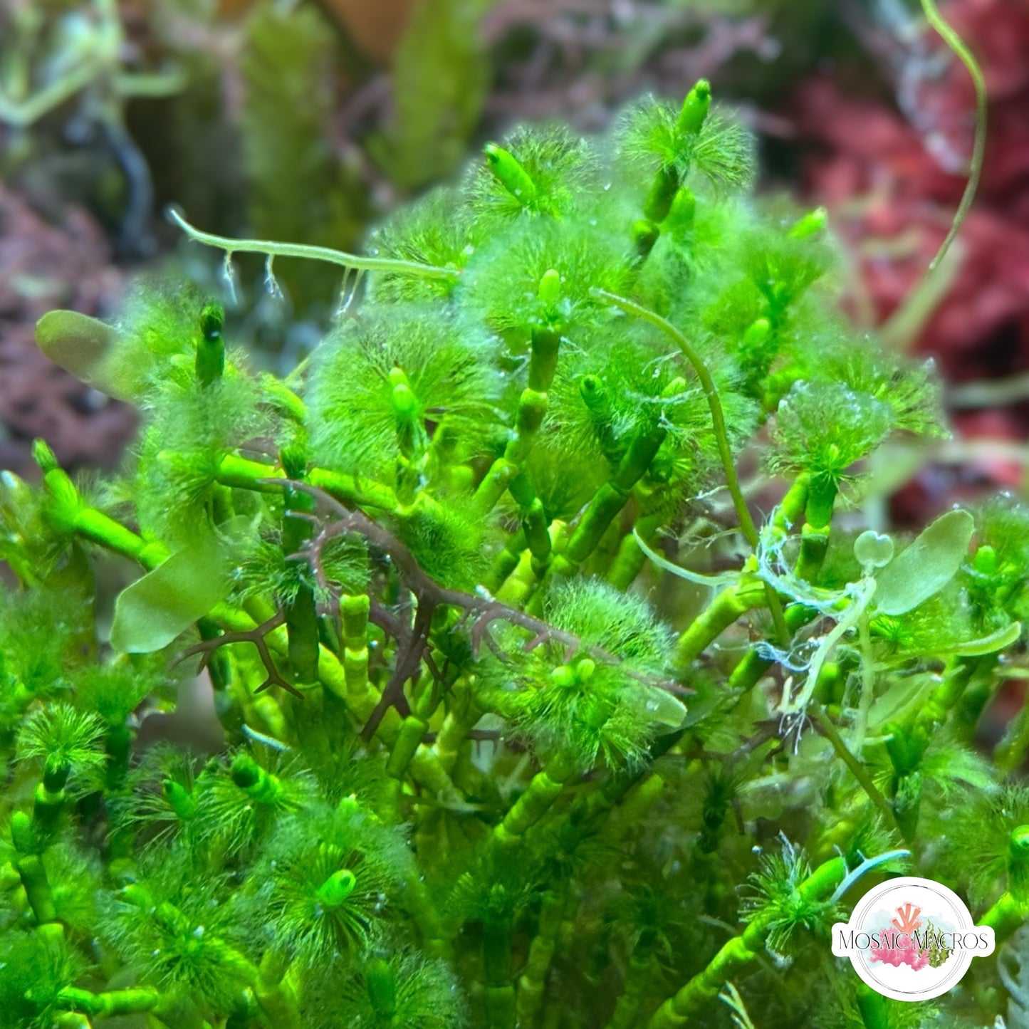 Jointed Tuft Macroalgae | Cymopolia barbata