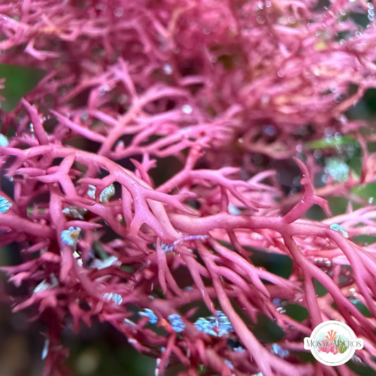 Cherry Tree Gracilaria Macroalgae | Gracilaria sp.