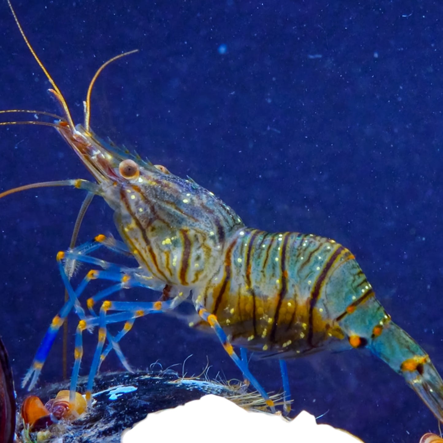 Grass Shrimp | Palaemon spp.