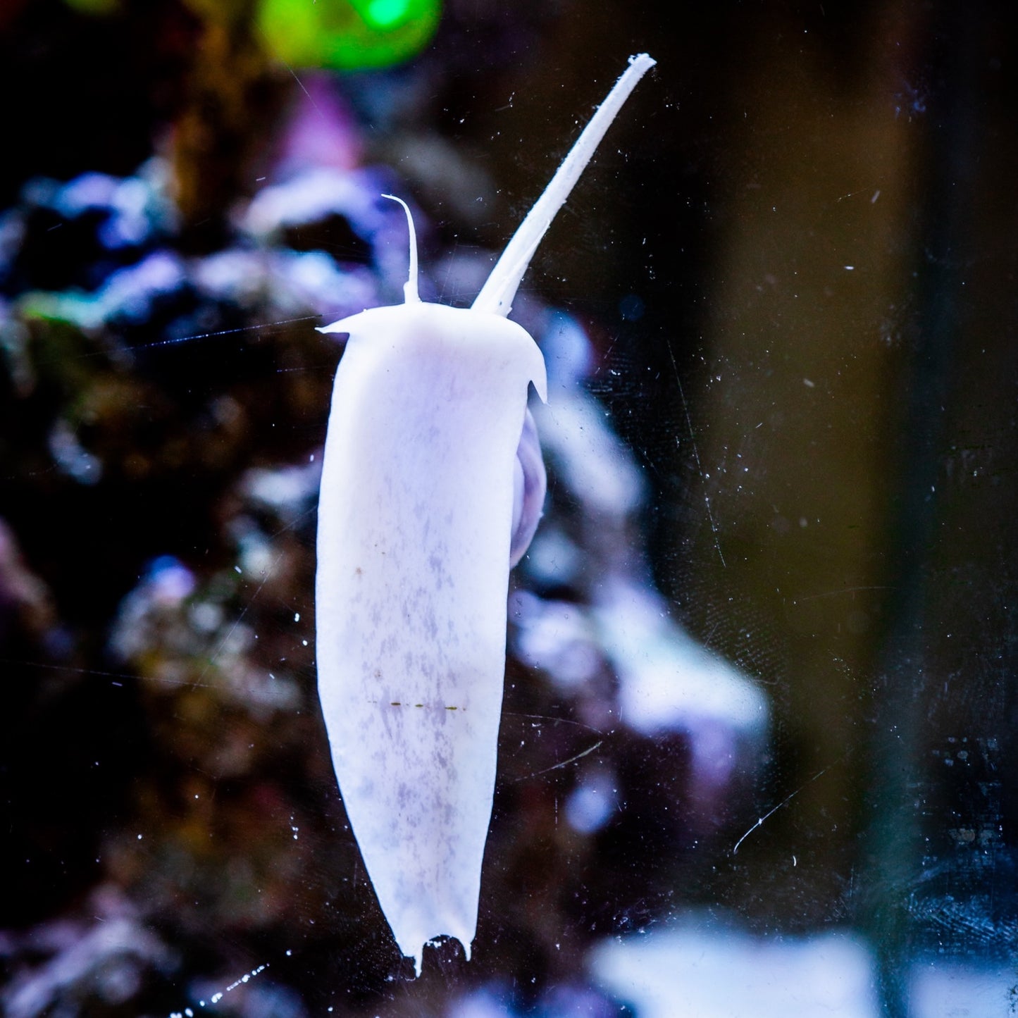 Large Tongan Nassarius Snail | Nassarius distortus