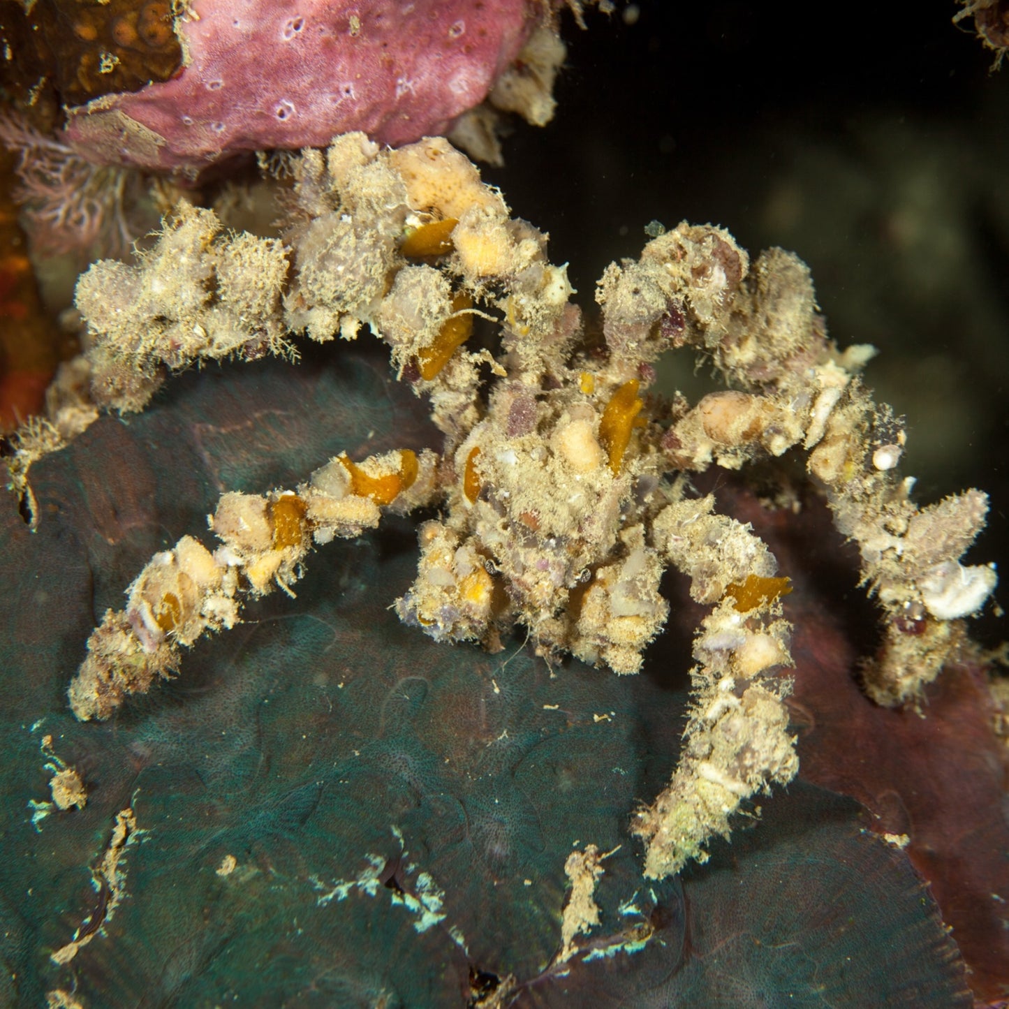 Spider Decorator Crab | Camposcia sp.