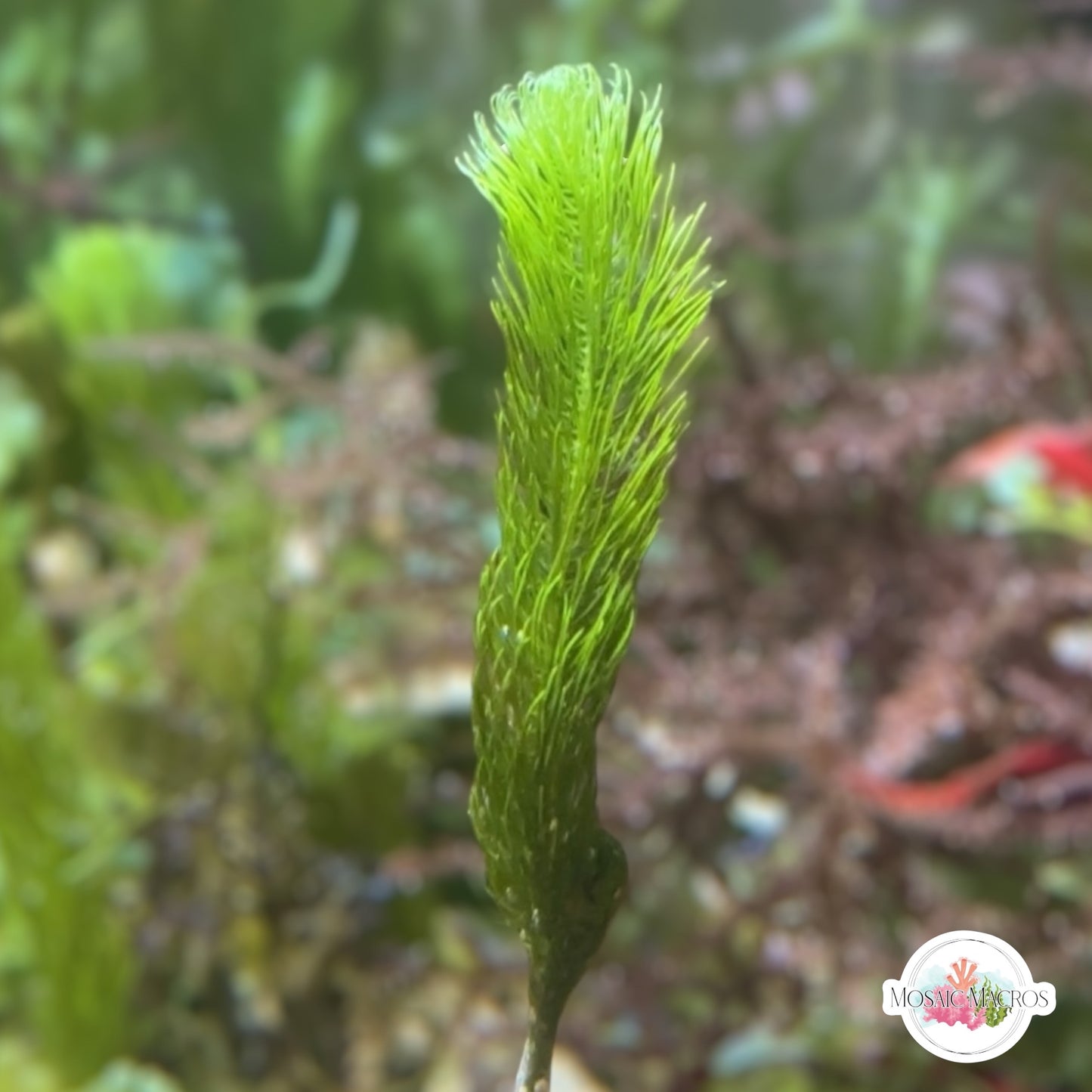 Cat Tail Caulerpa Macroalgae | Caulerpa longifolia