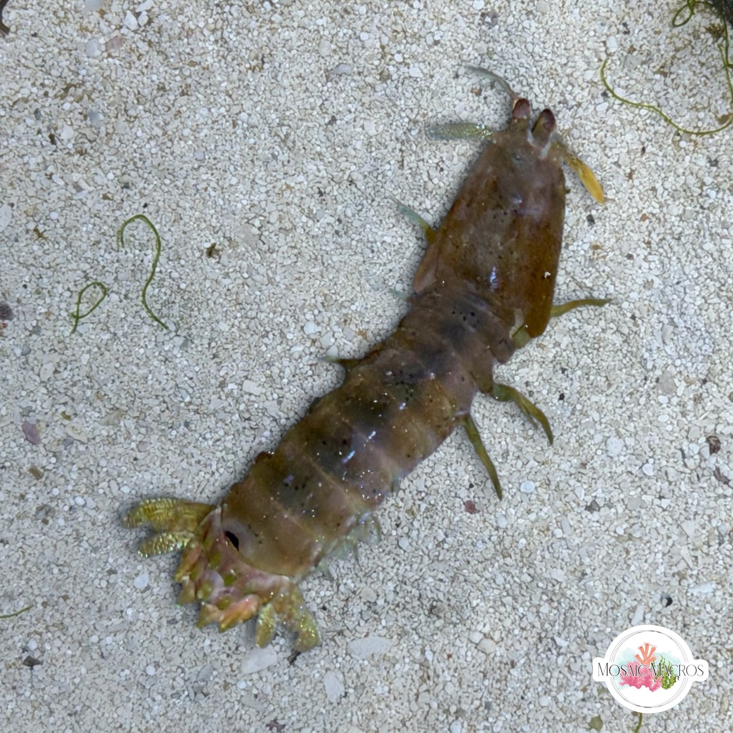 Green Mantis Shrimp | Neogonodactylus wennerae var. Green