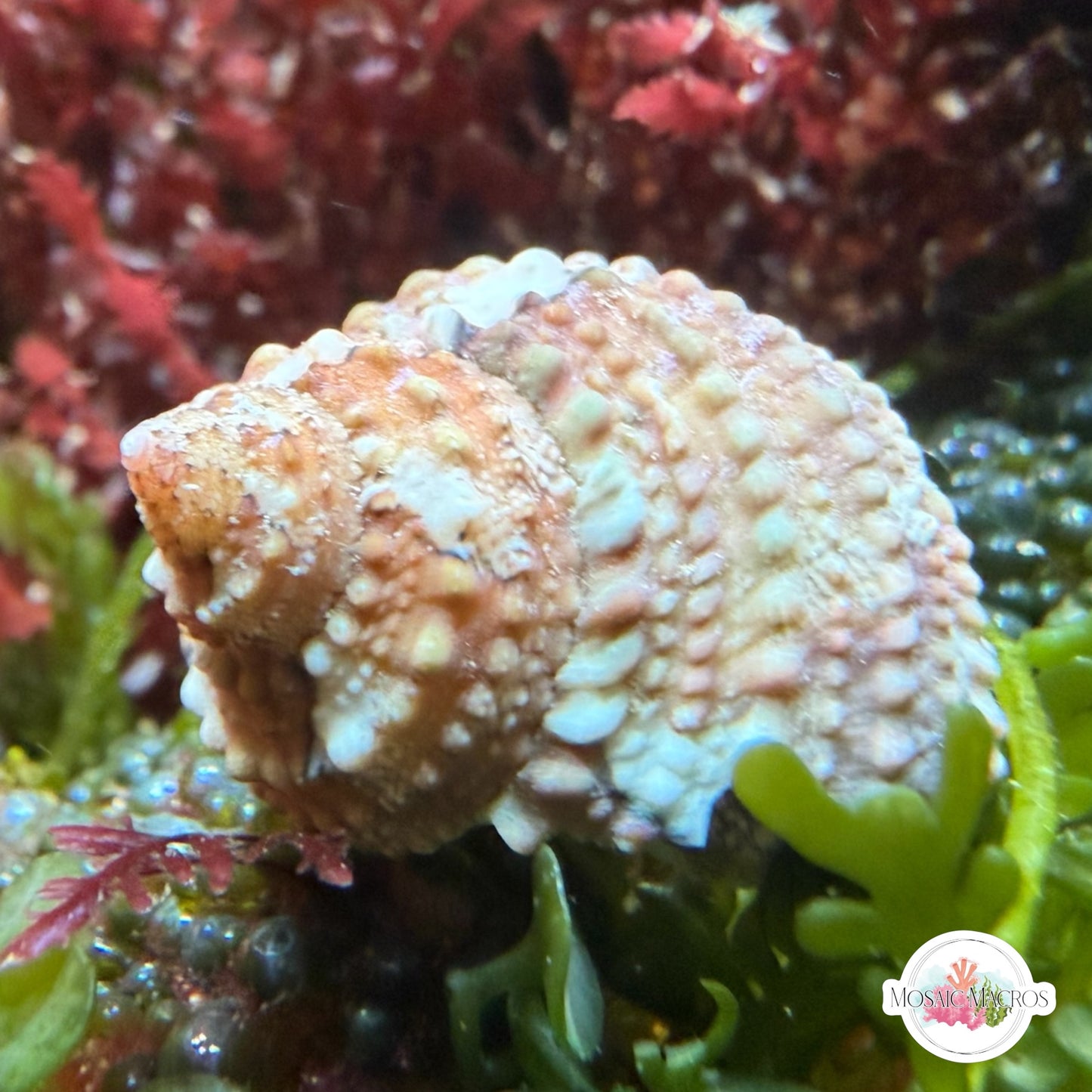 Chestnut Turban Snail | Turbo castanea