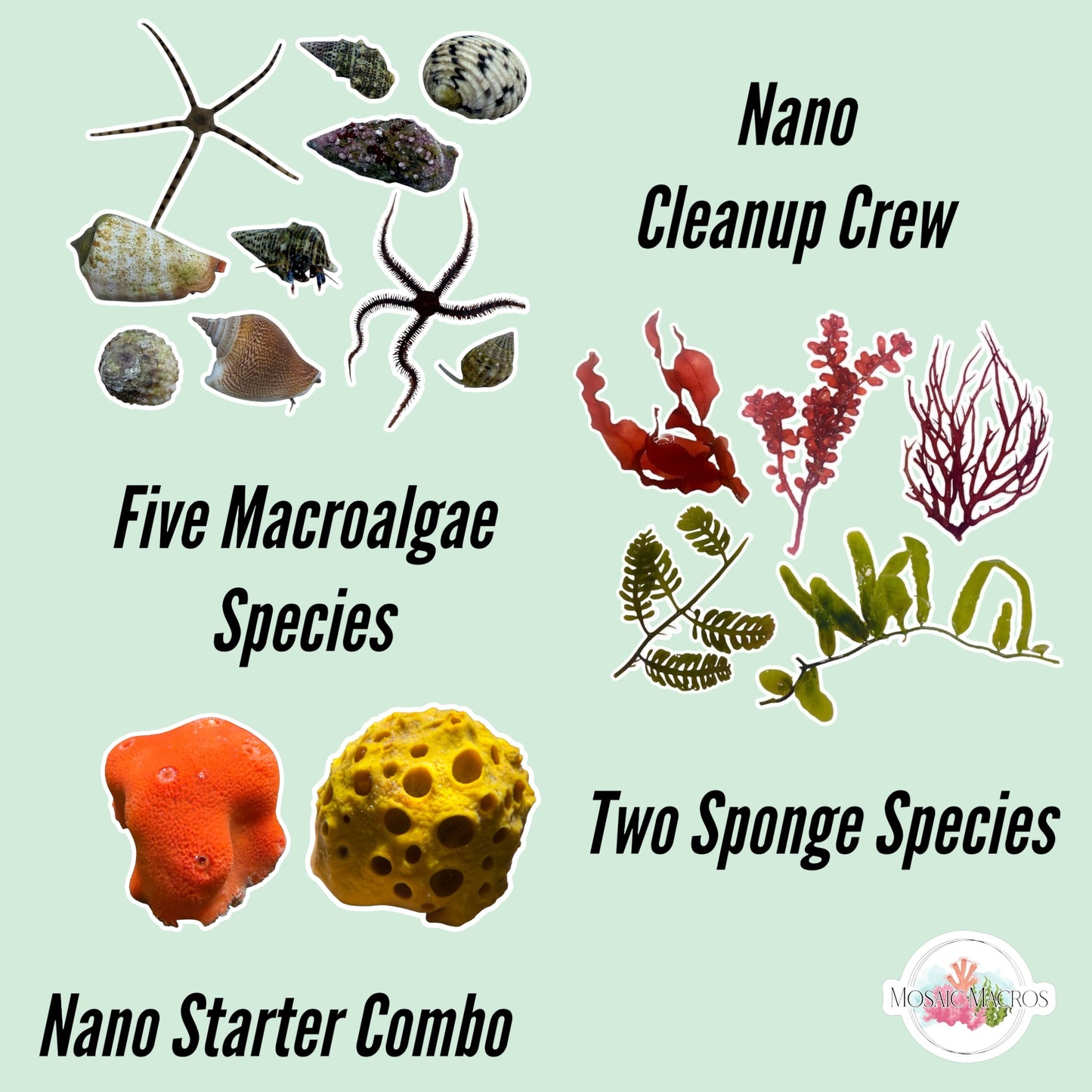Nano Macroalgae Bundle | Various Species