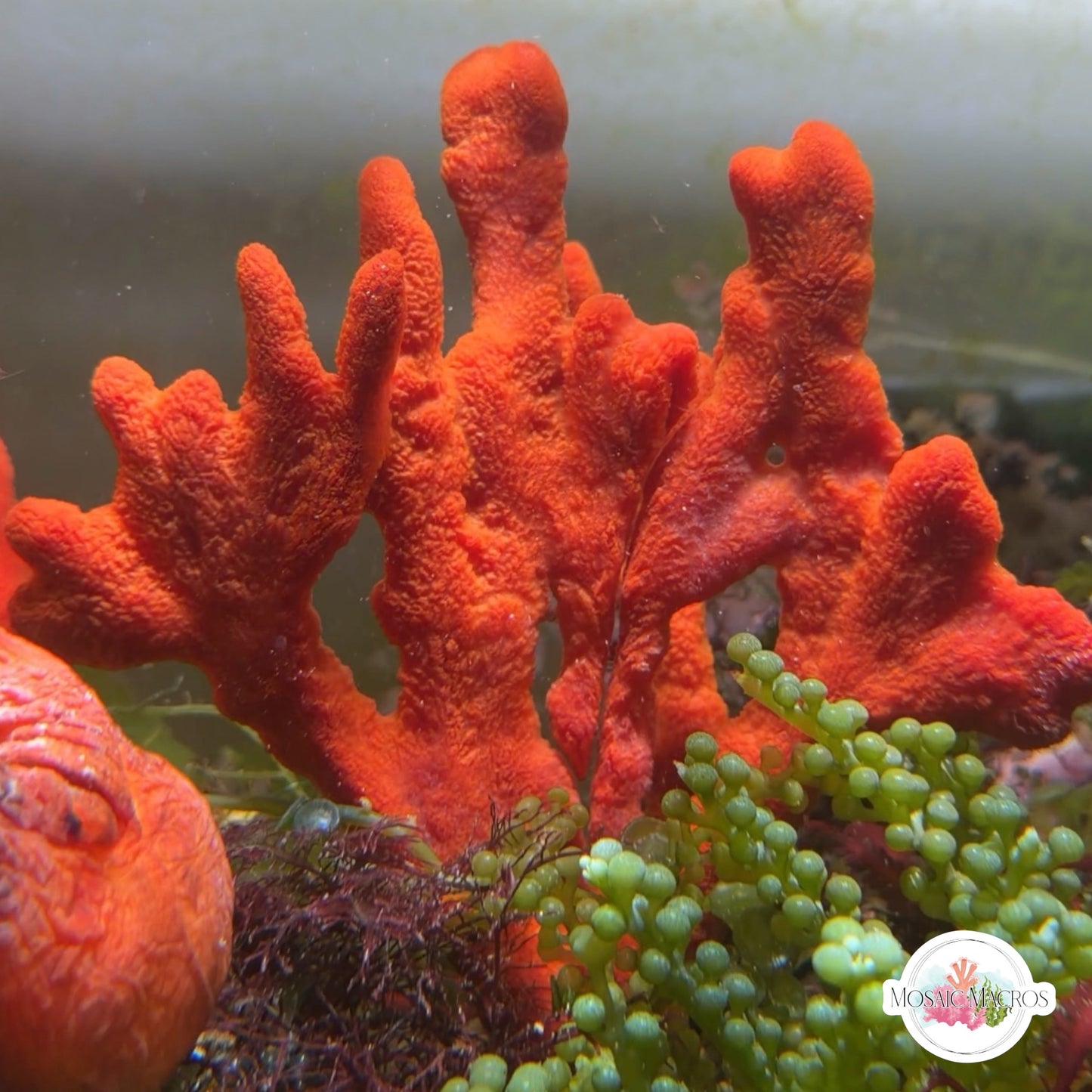 Fanning Tree Sponge | Unknown sp.