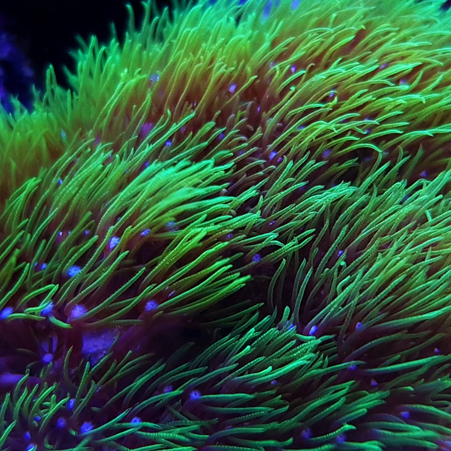 Green Star Polyps | Pachyclavularia violacea