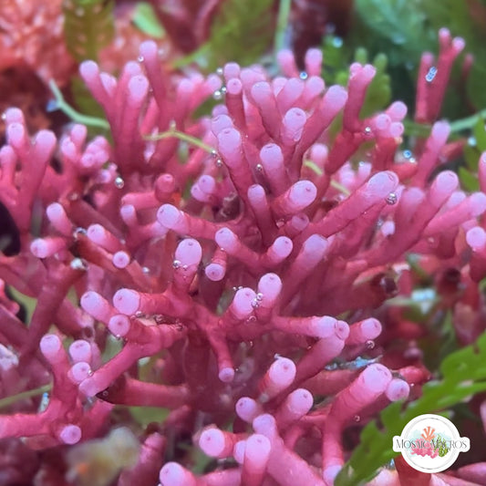 Pink Succulent Thicket Macroalgae | Galaxaura oblongata
