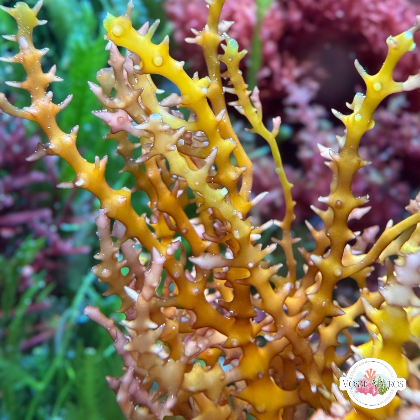 Spiny Seaweed Macroalgae | Eucheuma isiforme