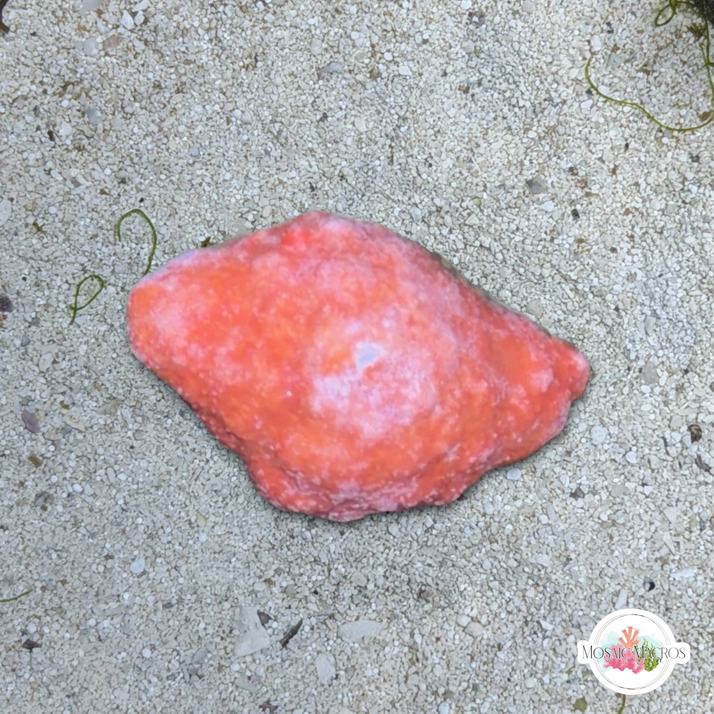 Orange Encrusting Coralline Macroalgae | Corallina sp.