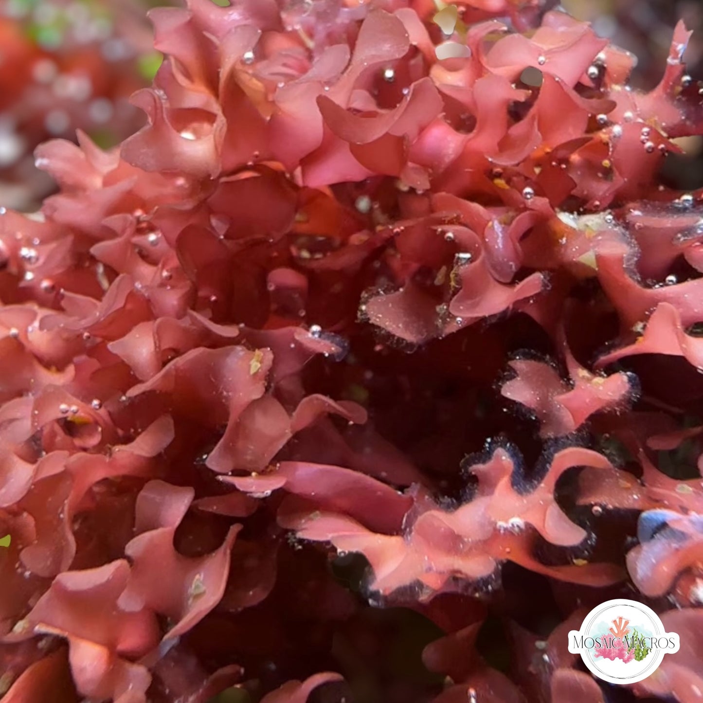 Red Bush Gracilaria Macroalgae | Gracilaria hayi