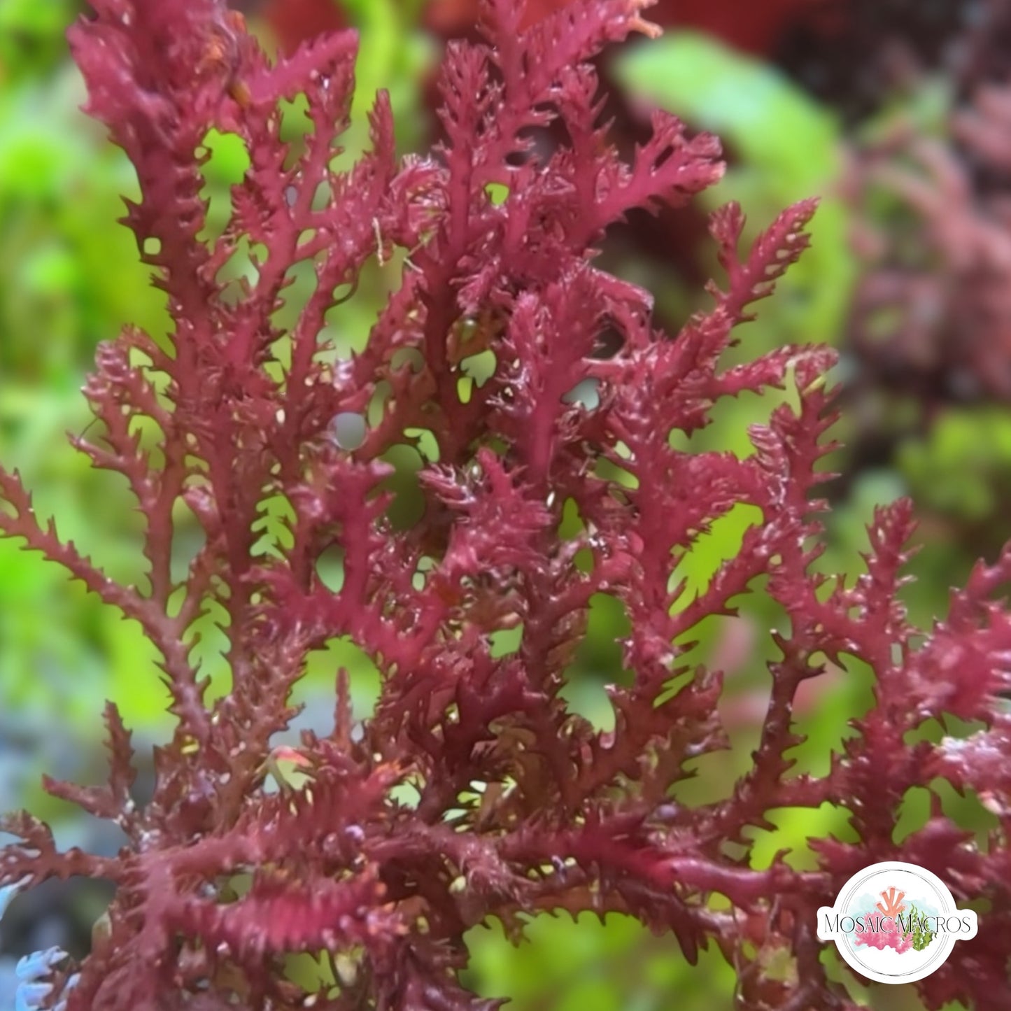 Red Razor Macroalgae | Bryothamnion triquetrum