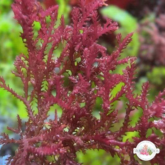 Red Razor Macroalgae | Bryothamnion triquetrum