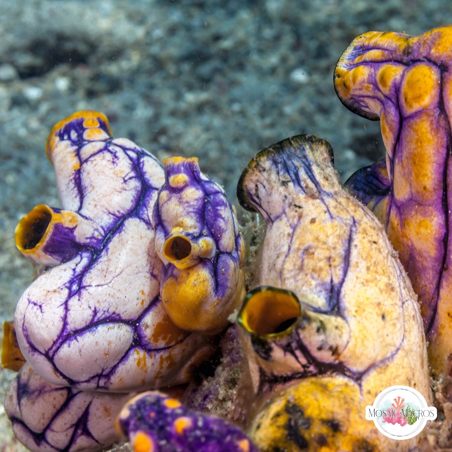 Golden Sea Squirt | Polycarpa aurata