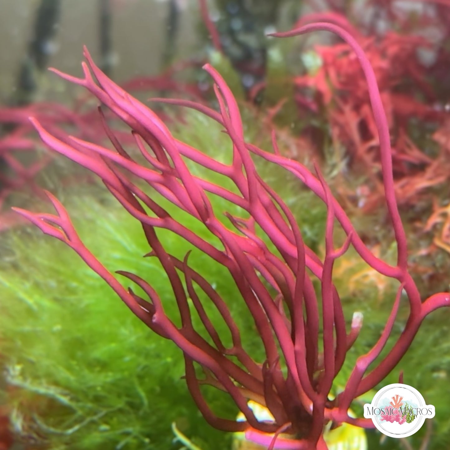 Pink Serpent Tongue Gracilaria Macroalgae | Gracilaria sp.