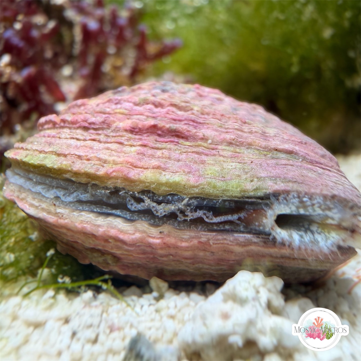 Caribbean Heart Cockle | Laevicardium sp.