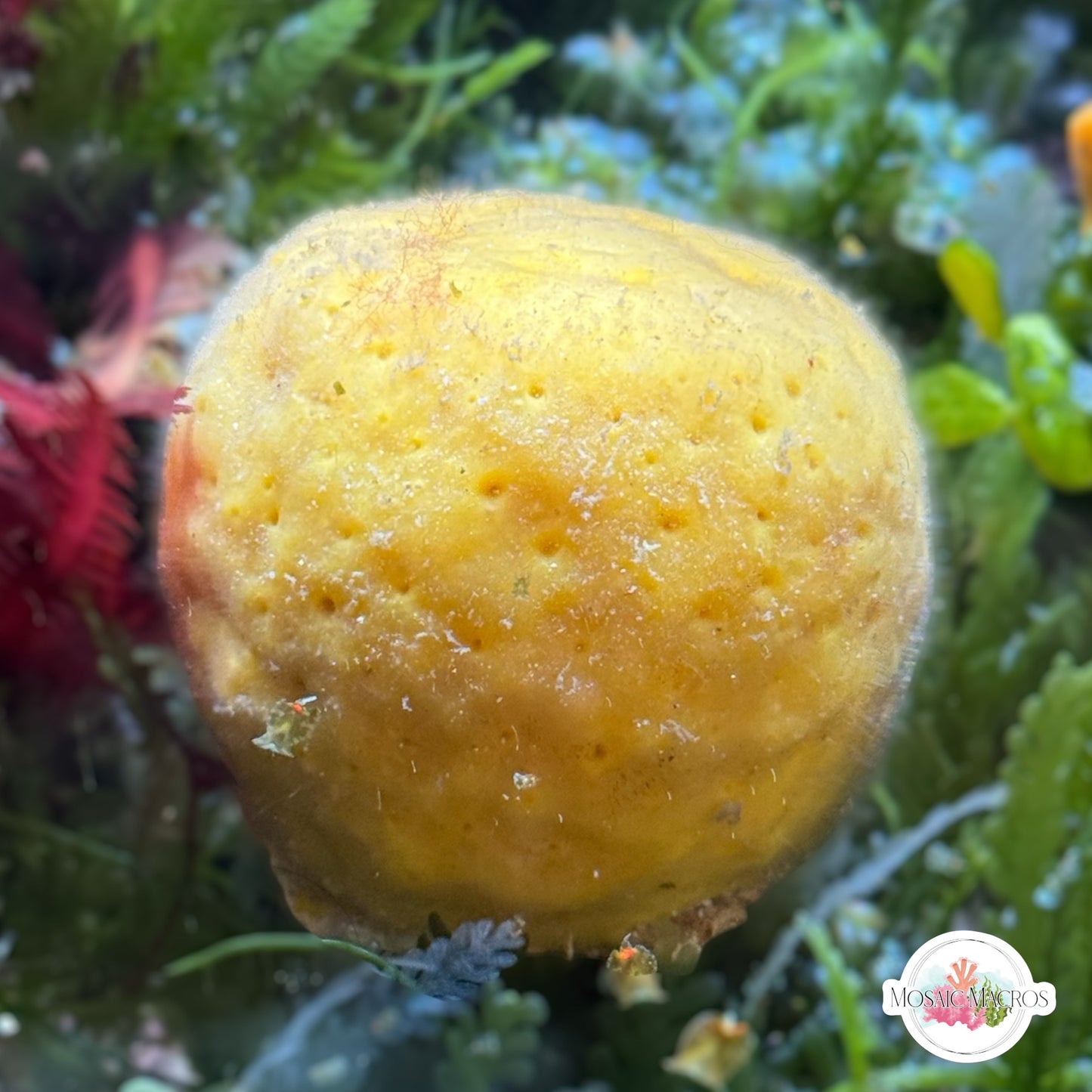 Ball Sponge | Cinachyra alloclada