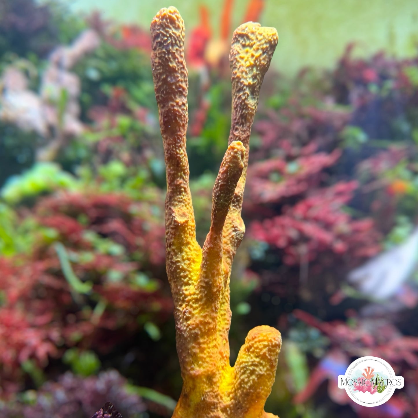 Orange Antler Sponge | Unknown sp.