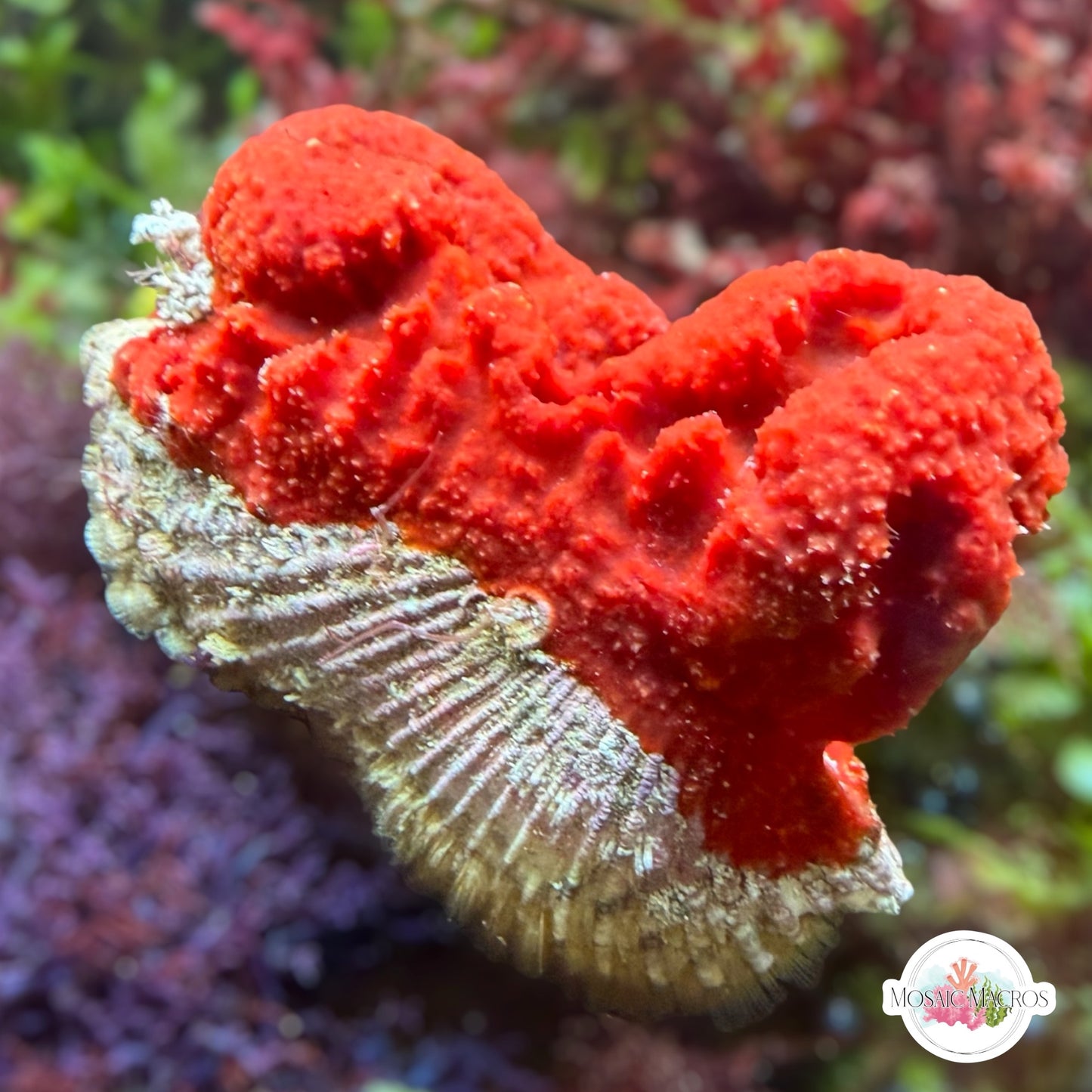 Orange Sponge & Noah’s Ark Clam | Unknown sp.