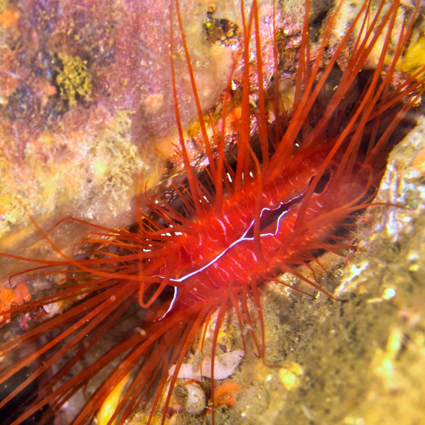 Electric Flame Scallop | Ctenoides ales
