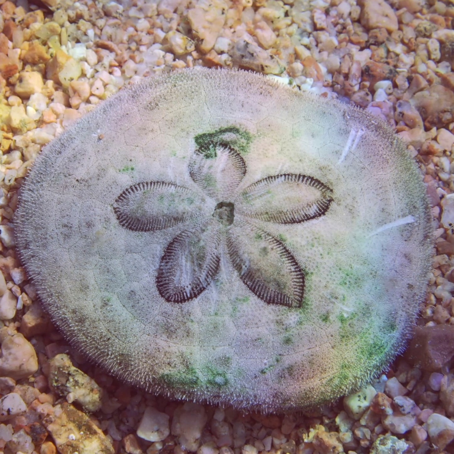 Cake Sand Dollar Urchin | Clypeaster humilis
