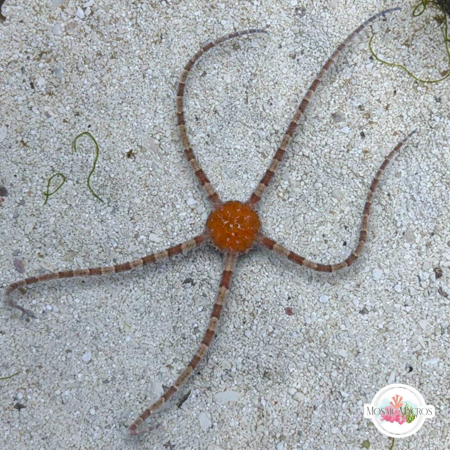 Orange-Body Serpent Star | Ophiuroids spp.