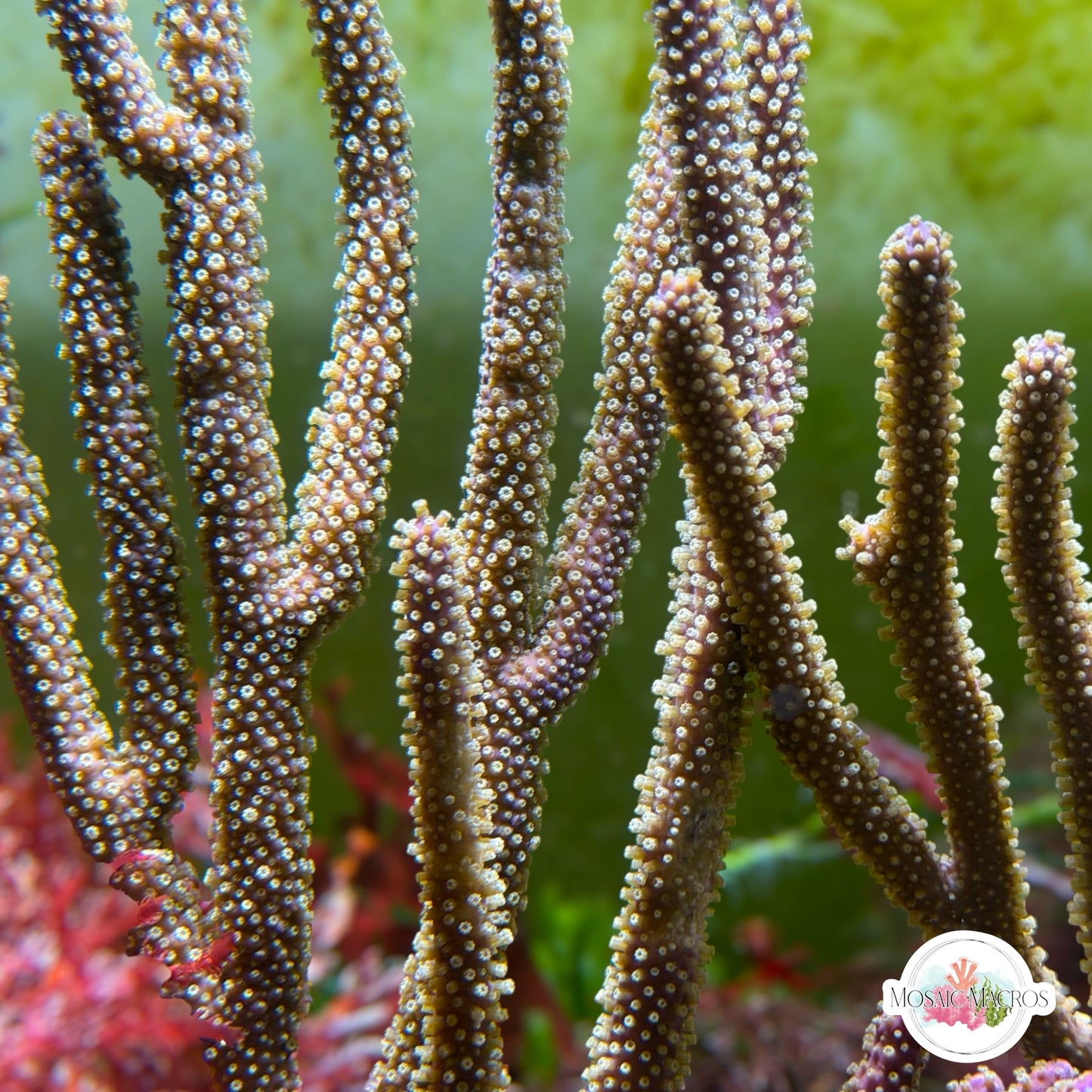 Purple Candelabra Gorgonian | Plexaura flexuosa