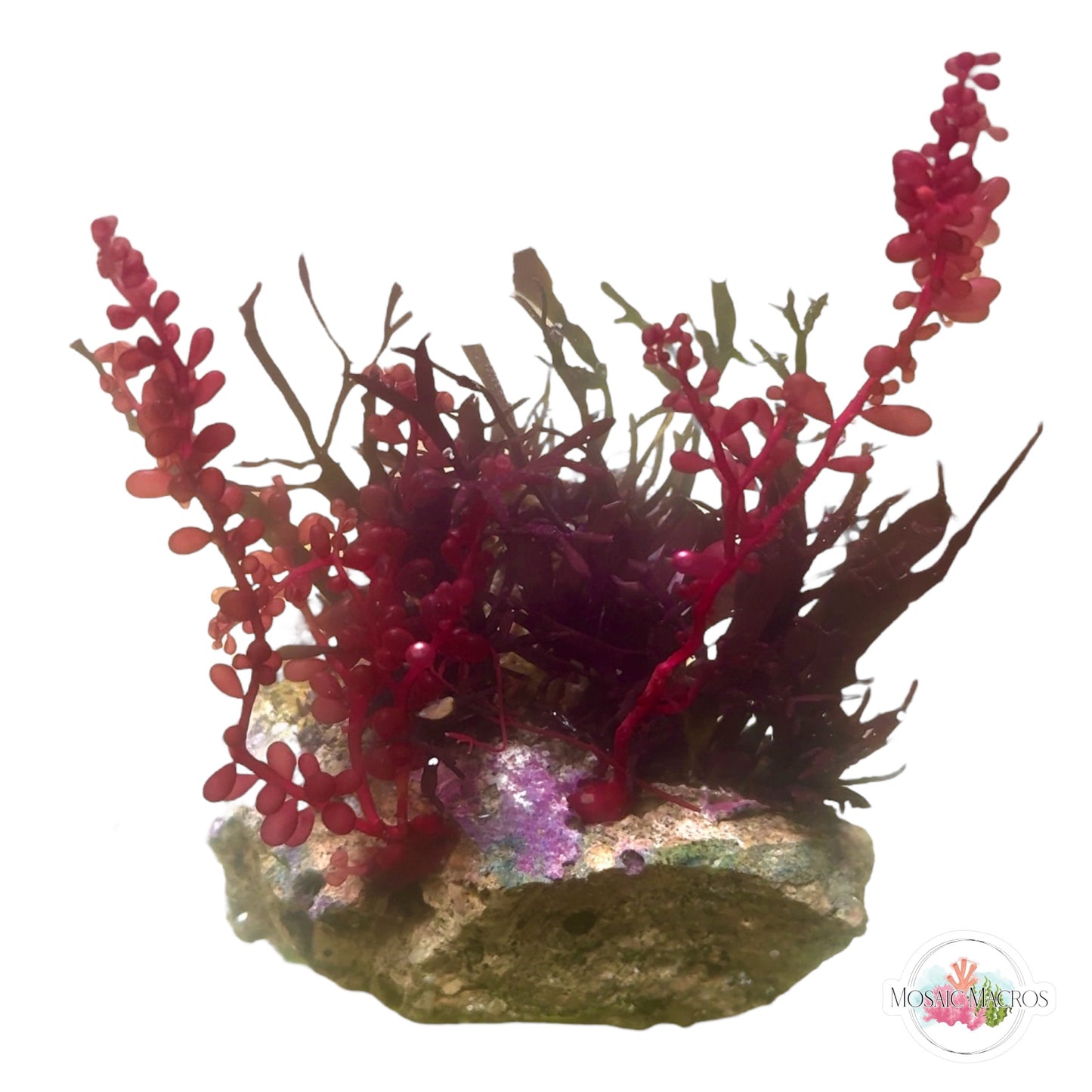 WYSWYG Jumbo Red Grape & Purple Flames (Naturally Attached to Rock)