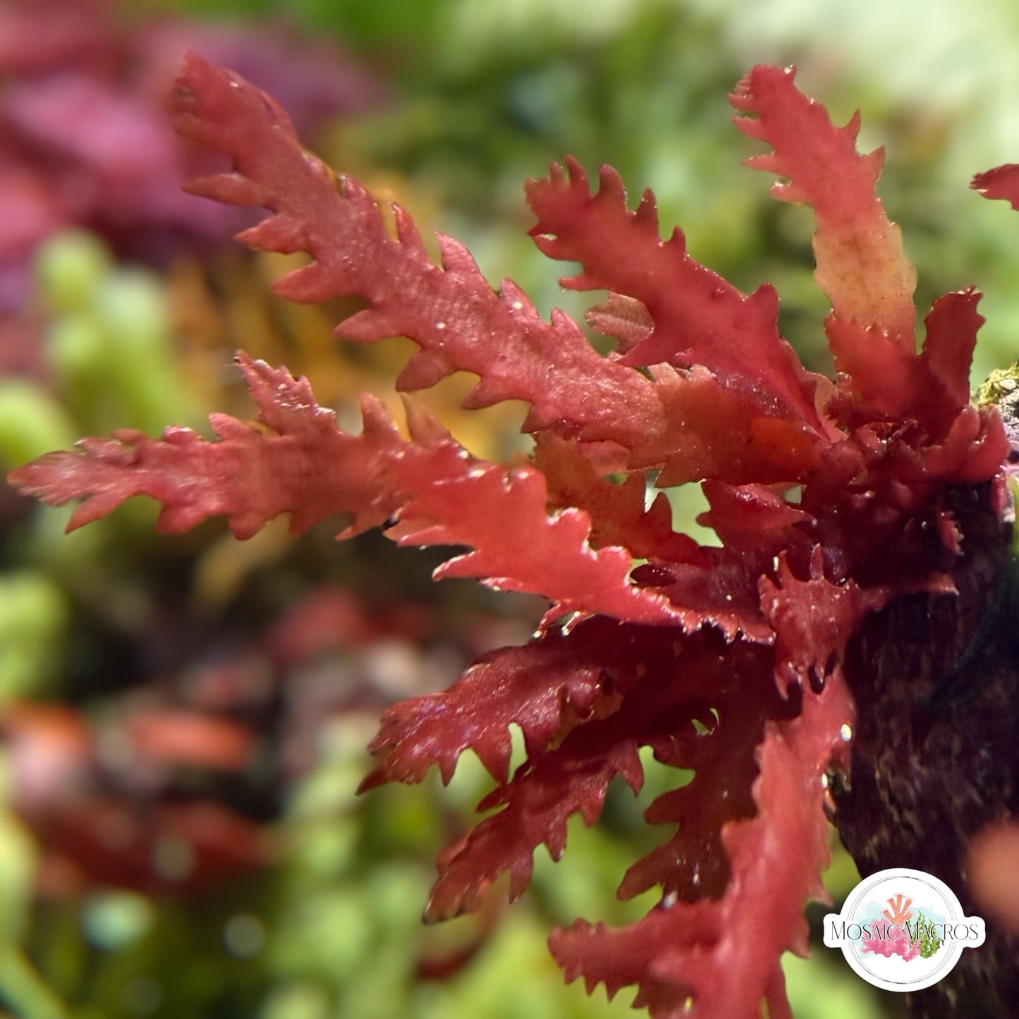 Crimson Blade Macroalgae | Unknown sp.