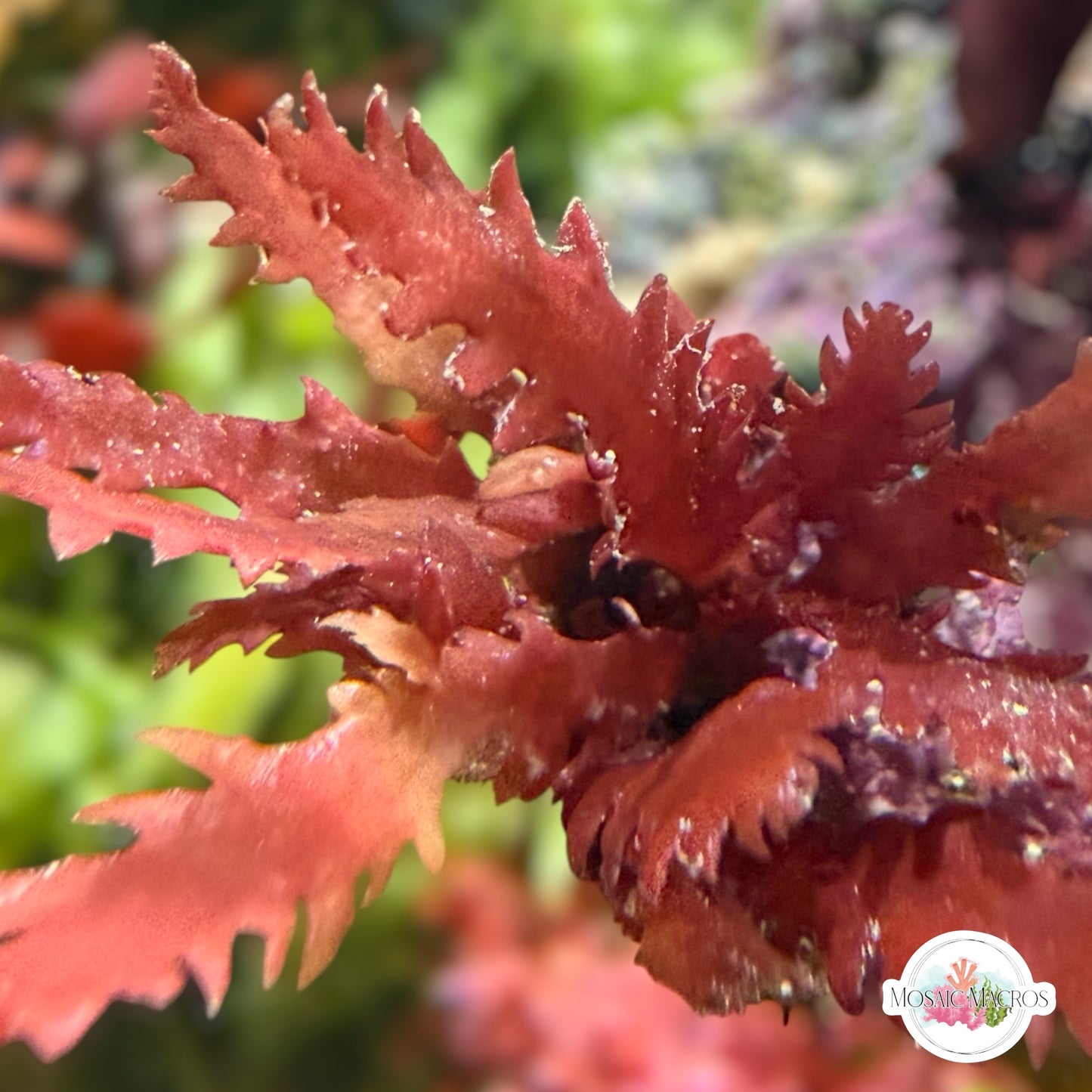 Crimson Blade Macroalgae | Unknown sp.
