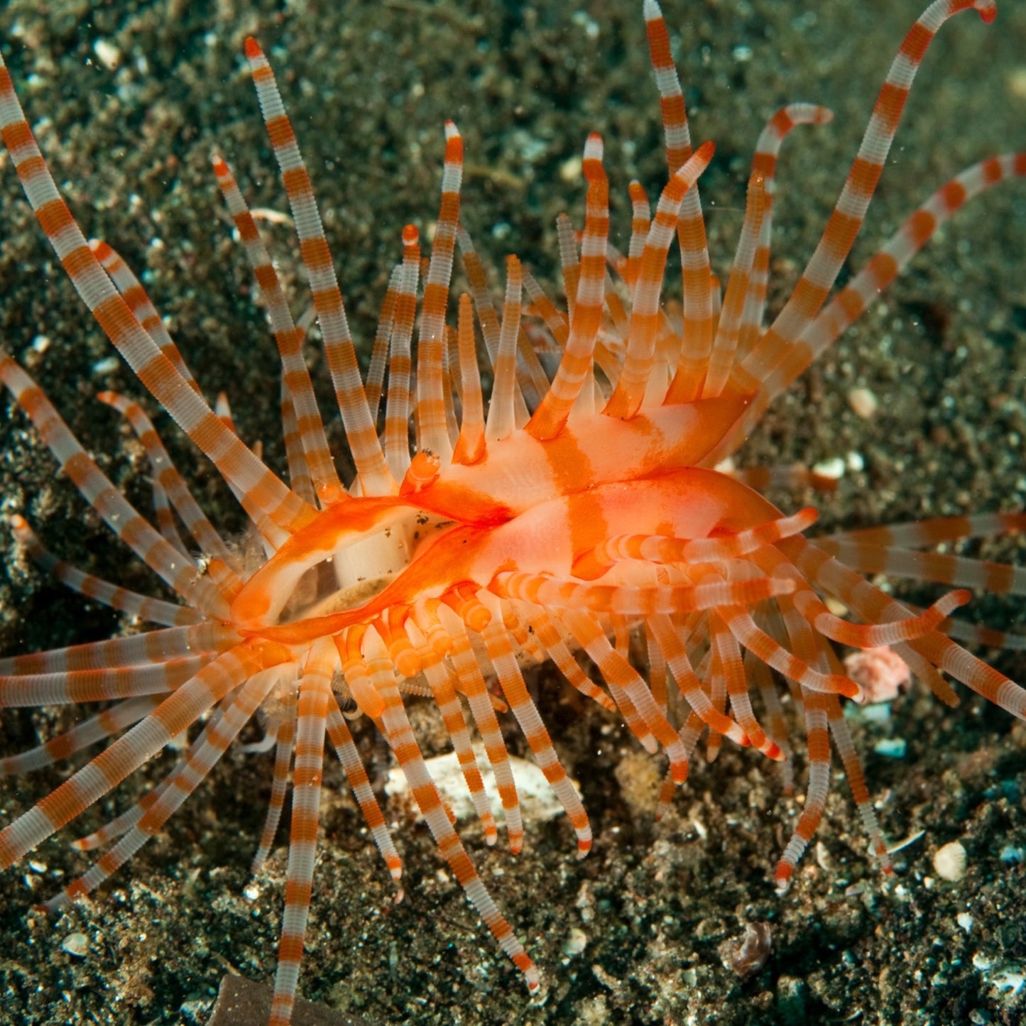 Banded Flame Scallop | Limaria fragilis