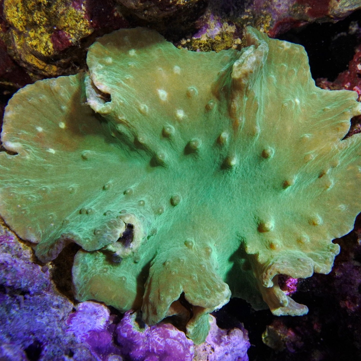 Green Cabbage Leather | Sinularia sp.
