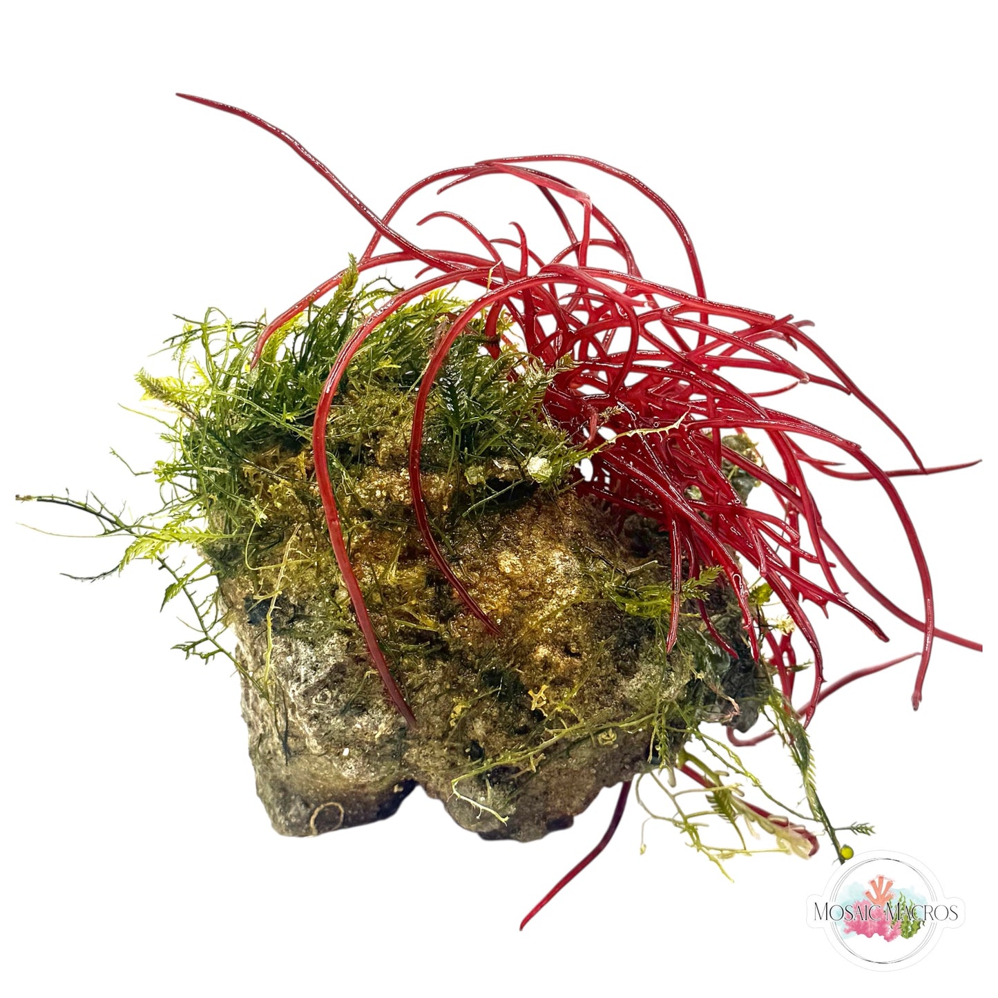 WYSWYG Jumbo Caulerpa & Succulent Seaweed (Naturally Attached to Rock)
