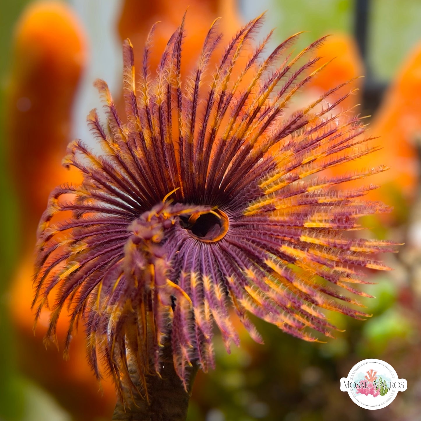 Halloween Feather Duster | Sabellastarte sp.