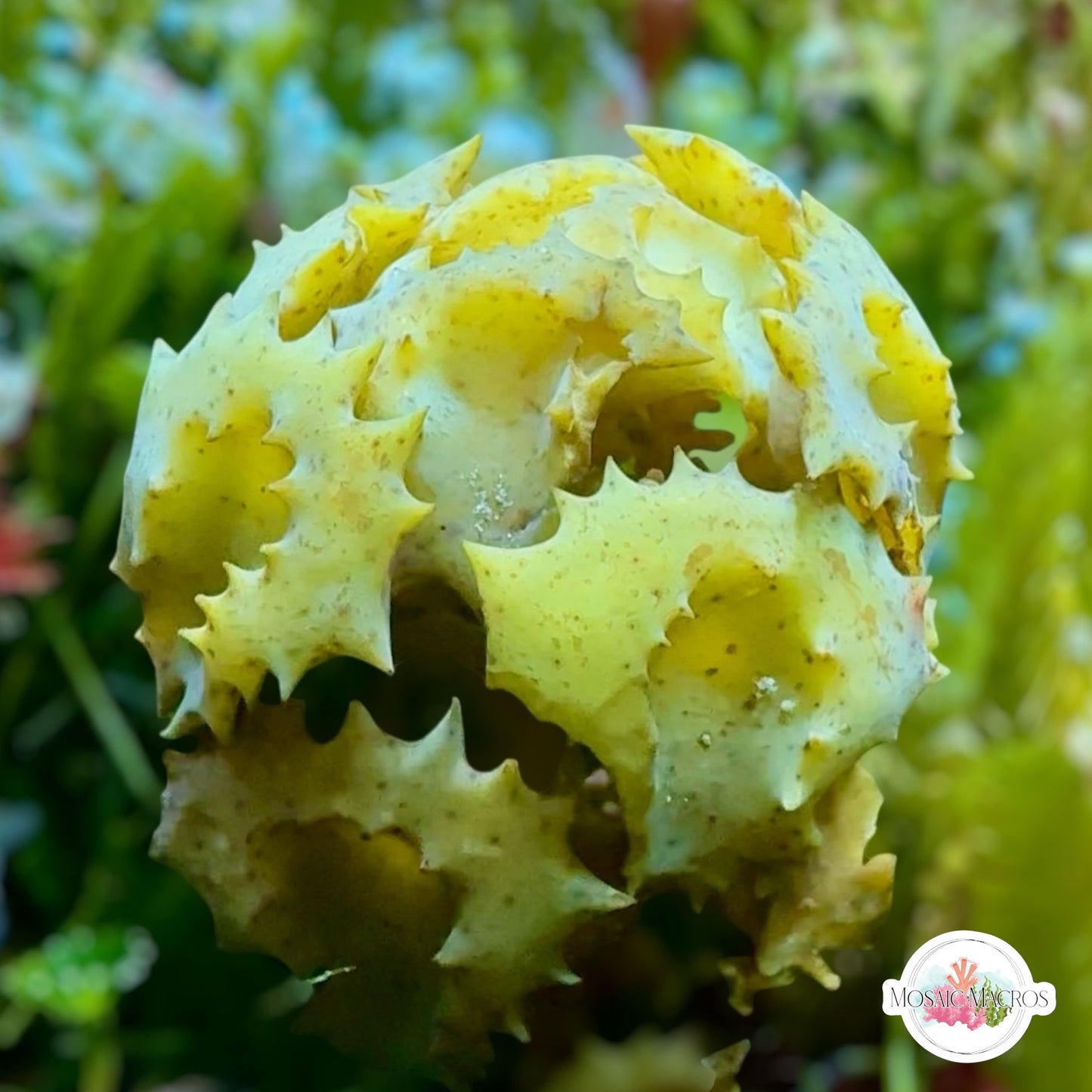 Ornate Turbanweed Macroalgae | Turbinaria ornata