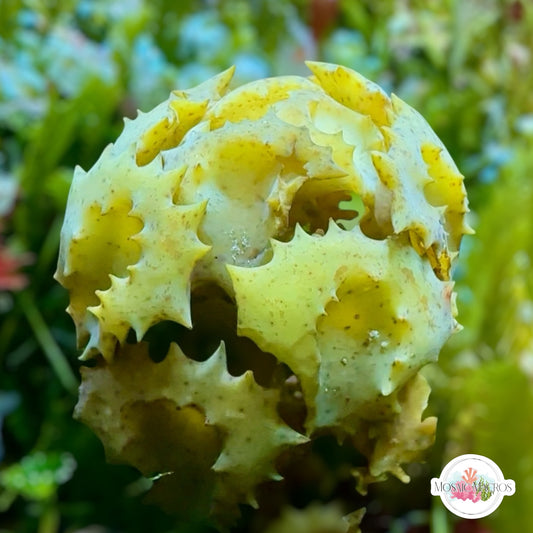 Ornate Turbanweed Macroalgae | Turbinaria ornata
