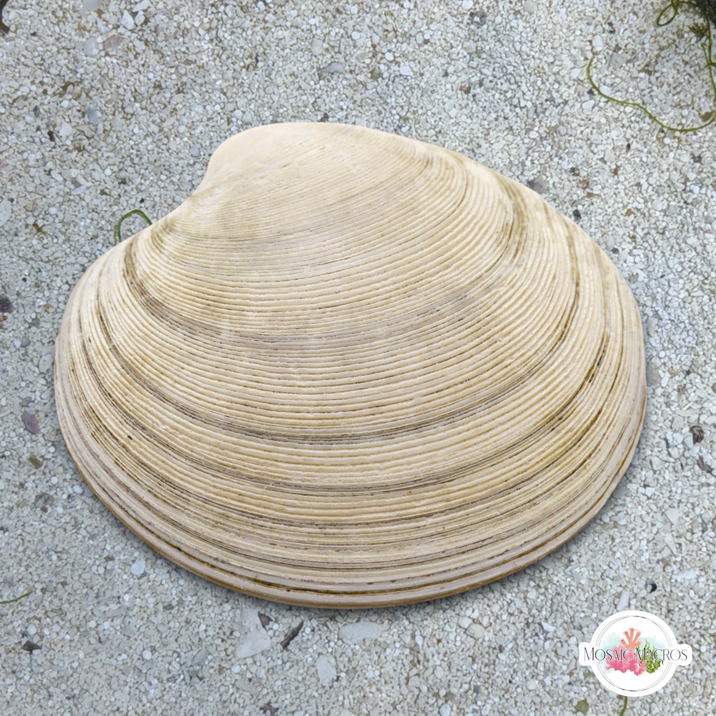 Dosinia Clam | Dosinia sp.