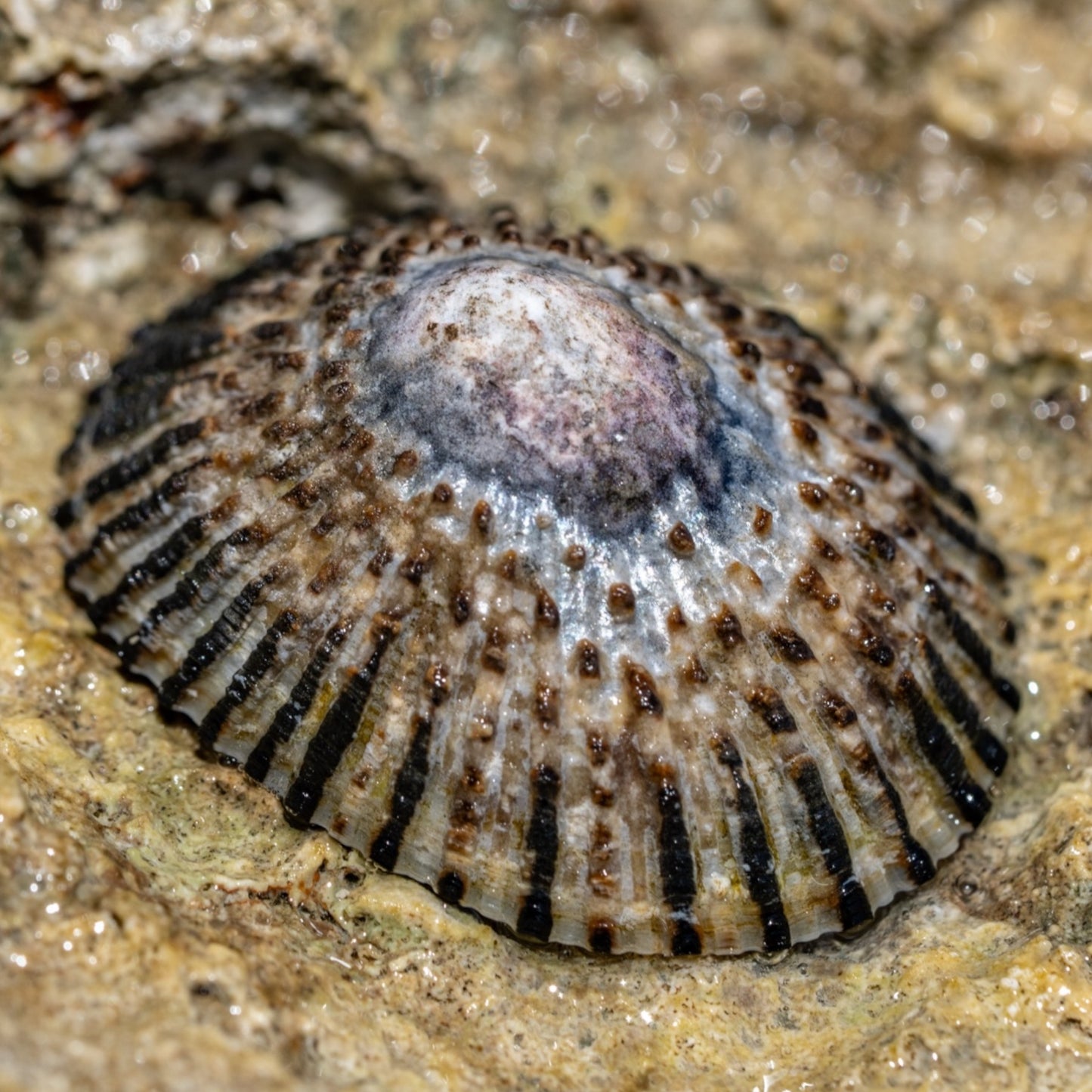 Limpet Snail | Patellogastropoda spp.